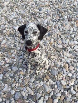 cute-pet-animals-aww:  Camouflage