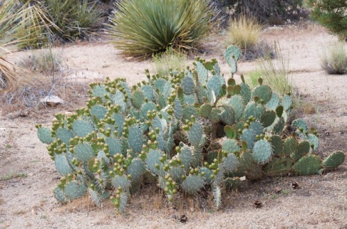 embracingtheview: Pancake prickly pear cactus, setting its flower buds. Joshua Tree National Pa