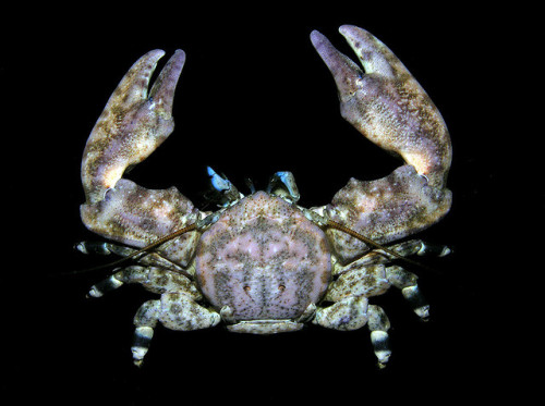 griseus:  PORCELAIN CRABS FROM CHILE Porcelanids are decapod (with 10 legs) crustaceans in the widespread family Porcellanidae, which superficially resemble true crabs. They have flattened bodies as an adaptation for living in rock crevices. They are