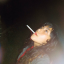 magiciansgirlwhodoesnotflinch