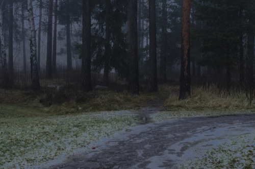90377: skogen från fönstret by Joelthor100 on Flickr.