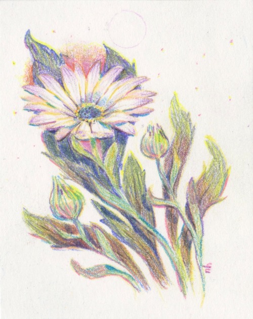 i’m drawing one white flower a day, you can see them all in my instagram