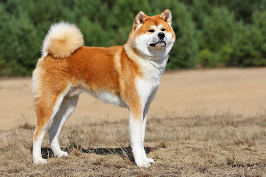 chemicalsinpants:  You’ve probably heard of Akita Inus:  And Shiba Inus: Which  are really cool and cute Japanese dog breeds. Let me introduce you to these other cool and cute Japanese dogs, which I think deserve equal attention. The Kishu Inu: The