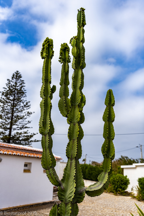 Stand up cactus