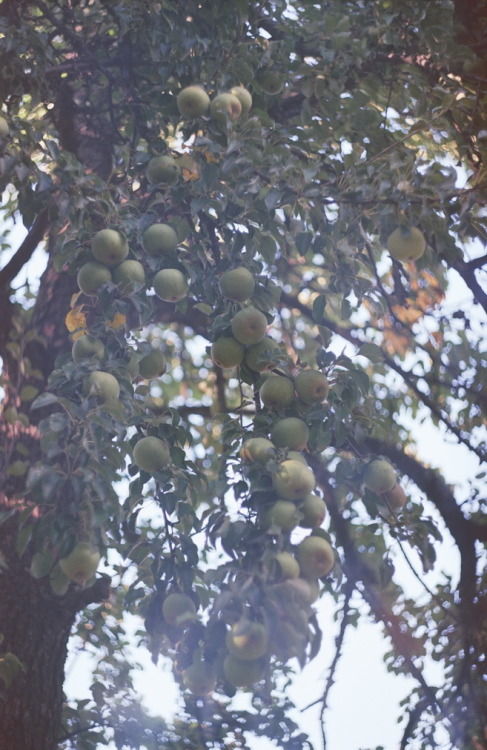 pear tree by uliavarezhka