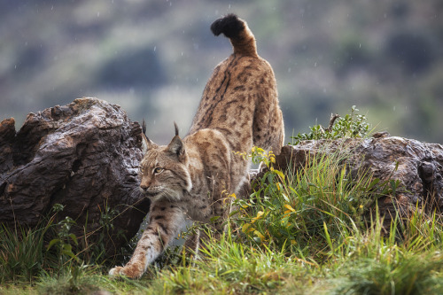 bigcatkingdom:(via Lynx On The Move by Mario Moreno / 500px)Beautiful.