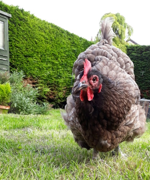 inanenglishcountrygarden:Lounging on the grass in Mum’s garden and this lovely lady came up to say h