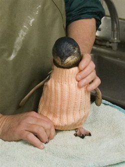 ittybittymanatee:  heretic-hero:   Knitters wanted for penguin pullovers The Penguin Foundation has a global call out for knitters to make pullovers for penguins in rehab. Penguins caught in oil spills need the little jumpers to keep warm and to stop