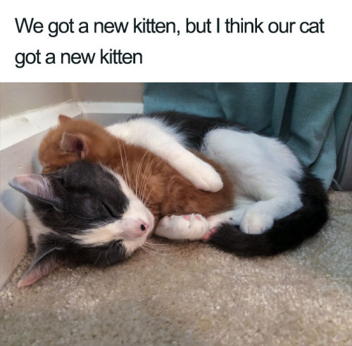 takashi0: awesome-picz: Wholesome Cat Posts That Will Hopefully Make Your Day. @not-semi-perfect