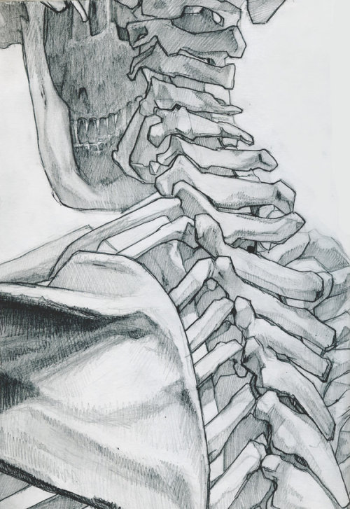 anatoref:Skeleton Studies by James Julier