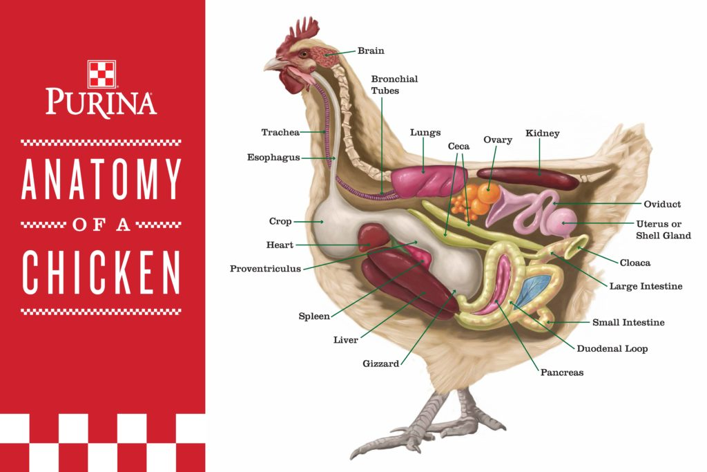 What is the Crop of a Bird?: Crop Anatomy: Avian Digestive System