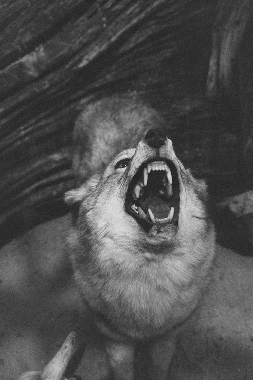 “I believe pain breeds wolves  and joys give rise to moons.  We grow forests in our bones so our mem
