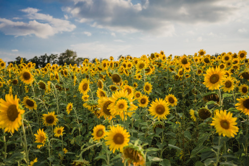 Fields of Gold II