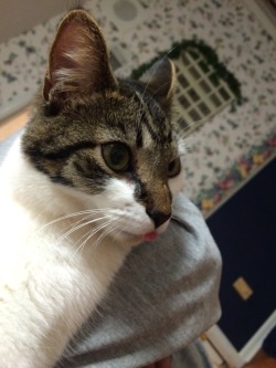 bfjoonie:i saw people sending you pictures of their cats so i wanted to send a picture of one of my cats (i have 8 oh lord) but this is Thumper and he likes to stick his tongue out at people :)))