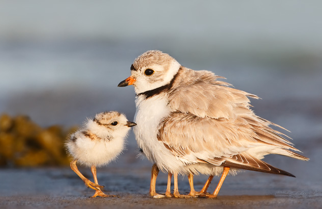 awkwardsituationist:  a mother piping plover on massachusetts’s plum island plumps