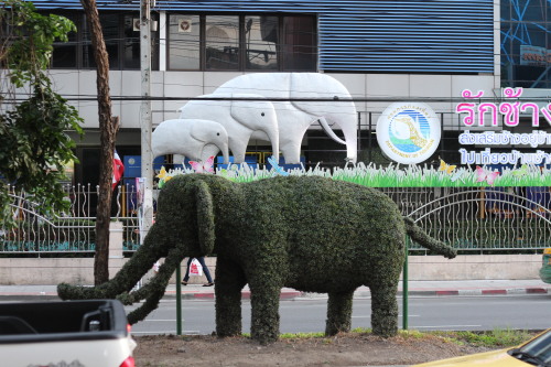 hedge art in Bangkok