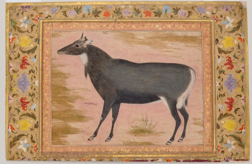 Study of a Nilgai (Blue Bull)Mansur (active ca. 1589–1626)Folio from the Shah Jahan Albumca. 1620Ink