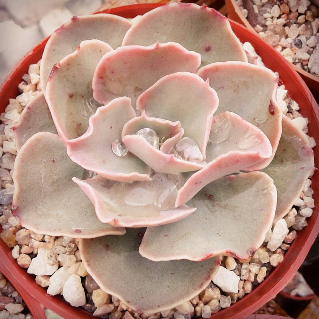 Echeveria Camisole pote 11 - Suculentas Holambra