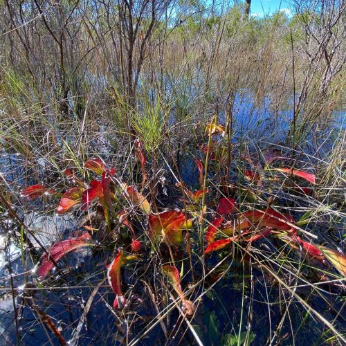 jeremiahsplants:  A clump of Sarracenia psittacina in a flooded bog in Florida!  (at Santa Rosa Beach, Florida)https://www.instagram.com/p/CG_SlTVLjcy/?igshid=18lpzv0553ca8