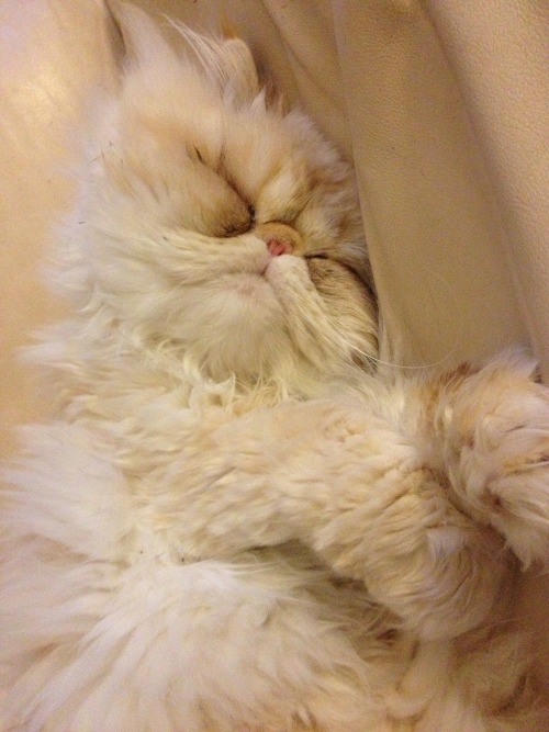 lucifurfluffypants: Return of the Fluffy Facts Friday! 1. I excel at sneezing in people’s face