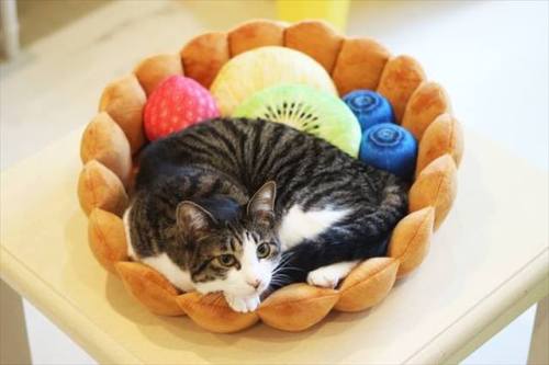 catsbeaversandducks: This deliciously adorable fruit tart bed. Via Grape Awwwssss