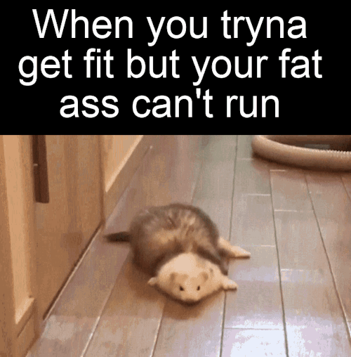 omghotmemes:  fat ferret is my spirit animal