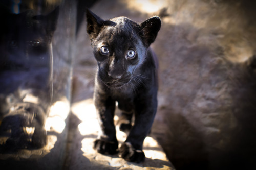 earthandanimals:  3 month old Black Jaguar Cub Photo by Cathy Daly