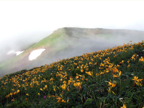 鳥海山　御浜から長坂道方向　７月