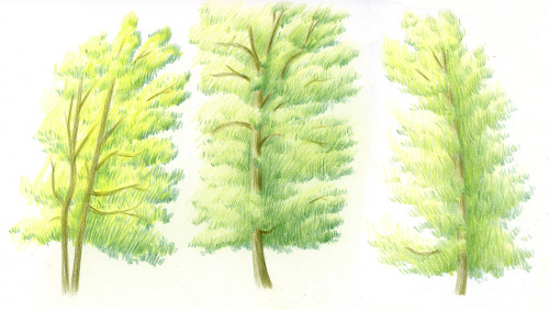 A few little oak tree studies.