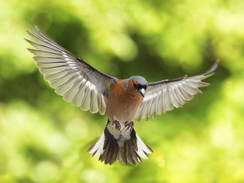 Common Chaffinch by jmannen77