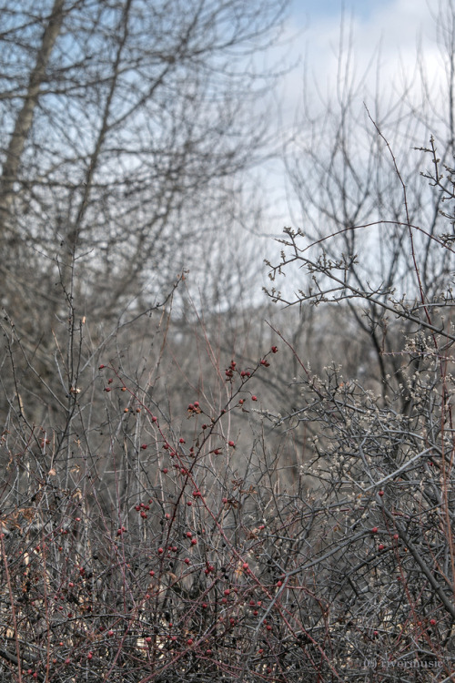 Wild Rose, Russian Olive, Cottonwoodriverwindphotography, February, 2019