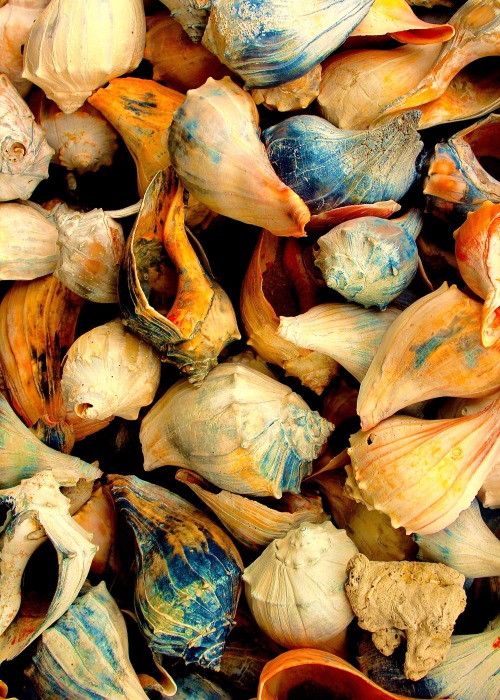 lizacharlesworth1: Just Shells, Maryland by Liza Charlesworth