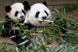 Giantpandaphotos:  Mei Lun With Her Mother Lun Lun At Zoo Atlanta, Us, On May 29,