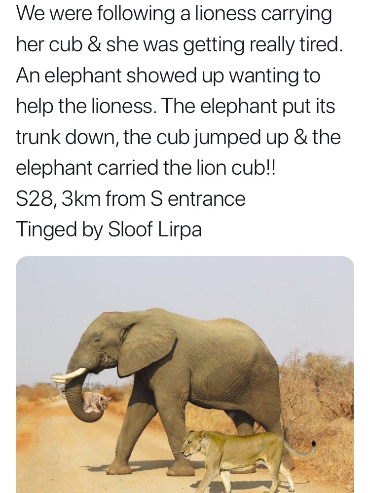 topsydead:
“ I’m telling you elephants are chill motherfuckers. They fucking love being helpful. They once defended a man with heatstroke from a truck that came to rescue him. They knew he was sick, laying against a tree for shade. They were watching...