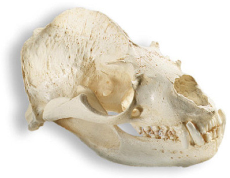 trynottodrown:  Skulls of Marine Mammals (L to R) Bottlenose Dolphin - Tursiops truncatus Orca - Orc