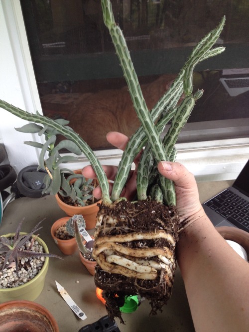 I did a bunch of repotting a while back, including getting my Senecio stapeliiformis* out of the pot