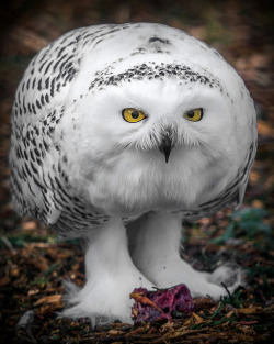 jaws-and-claws:  Snowy owl by Digisnapper