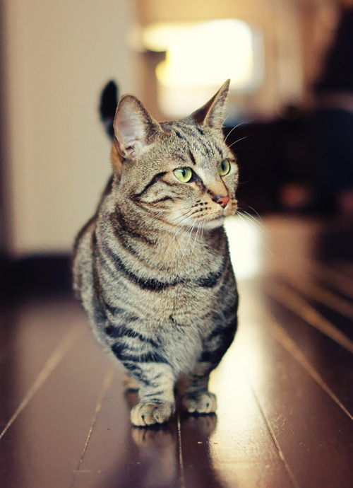 ferdisanerd: Munchkin cats… the Corgis of the cat world.