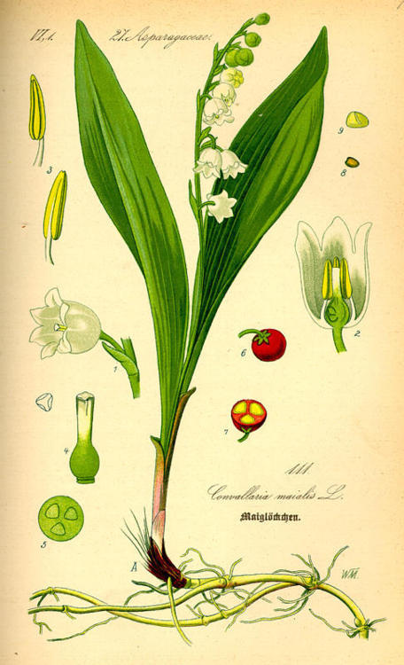 Lily Of The Valley Plant: Its Meaning And Why It's Poisonous