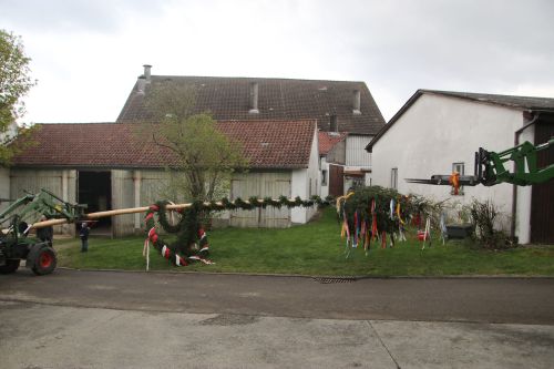 Maibaumstellen 2022 Put up the maypole (good old tradition, read Wikipedia)