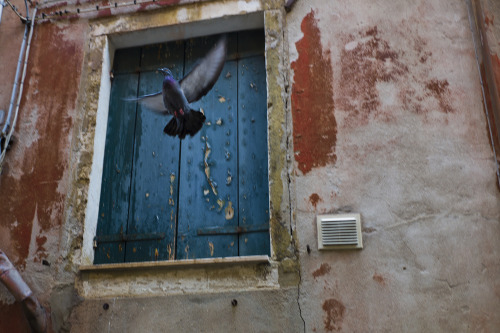 lensblr-network:* Pigeons fly.( Venice, Italy / Oct. 2012 )- Leica M9, Summilux 35mm f1.4by Bang Woo