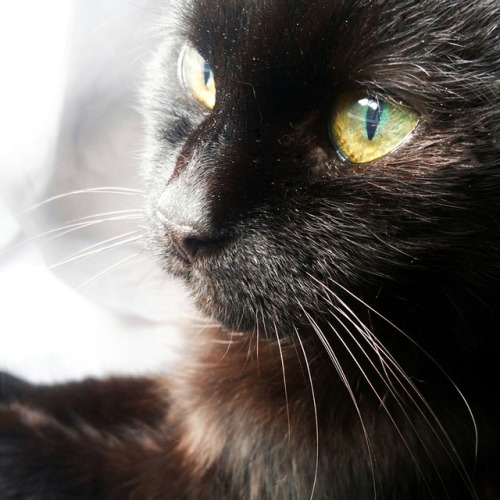 tanyasimonesimpson: The ancient one watches! Shai, the seventeen year-old cat who rules our home. Sh