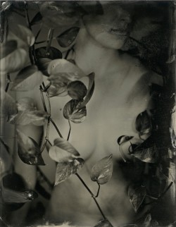 brookelabrie:  the woes and rewards of wetplate new blog post available for ū+ patrons { this original tintype is available here } 