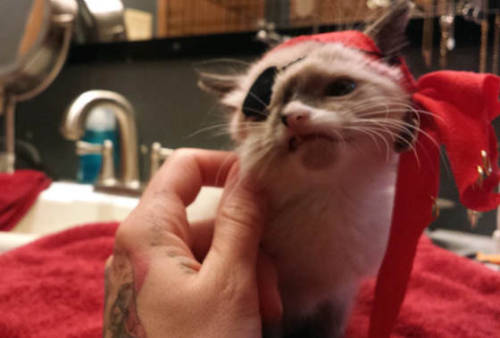  Meet Sir Stuffington, an one eyed kitty who survived a raccoon attack and was saved by a kind person along with his 2 brothers. “His feral litter was attacked by a raccoon, mom and one baby didn’t make it,” said his foster mom. When he was turned