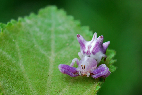 libutron:Flower Mimicry: the Crab spiderThis beauty is a purple form of Epicadus heterogaster, a Sou