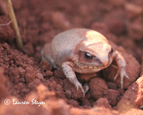 I, too, make this face when rudely woken up from my soil nap. This common squeaker [Arthroleptis ste