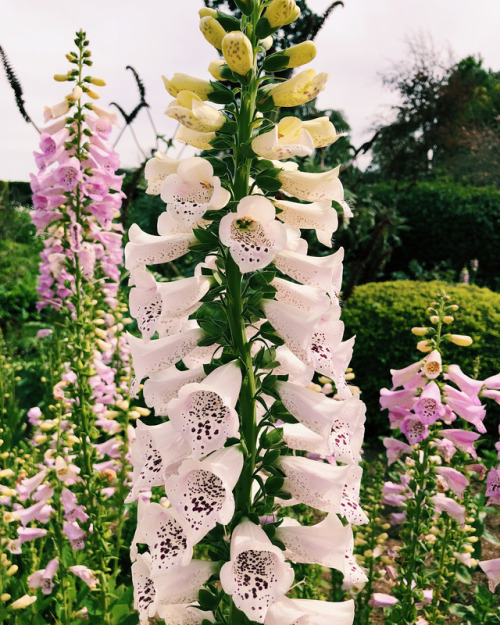 nestordior - Digitalis #thehuntingtonlibrary #thehuntington...