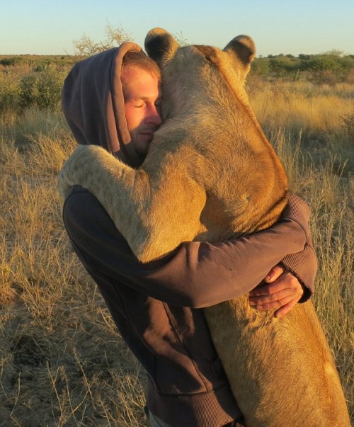 kittymills:  phototoartguy:  The lioness who hugs hoodies: Amazing pictures of abandoned big cat and her heartwarming bond with men who saved her This is enough to warm even the wildest of hearts. Deep in the African bush a lioness gives giant hug to