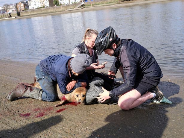 Photos show ‘vicious’ moment dog attacks seal in West London

 According to reports, the dog, which was off its leash, 