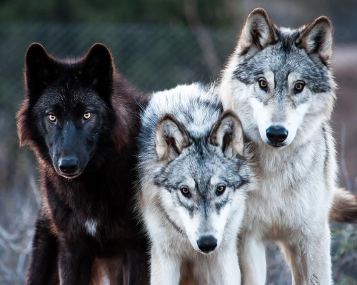 wolves-only:  Photo by Diane Wood 